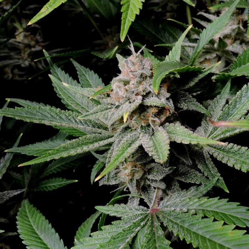 Cherry Cola Auto, Фасовка: 3, изображение 7